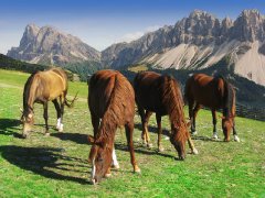 Reiturlaub Südtirol - Pferde