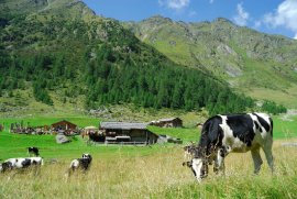 Almhütten und Selbstversorgerhütten in Südtirol