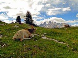 93  250x188 almurlaub suedtirol dolomiten Almurlaub