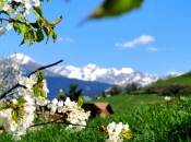 Frühling im Mittelgebirge des Eisacktal - Blick von Karnol bei Brixen auf die Zillertaler Alpen