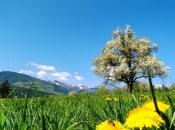 Frühling in Natz/Schabs mit Blick auf Spinges und der wilden Kreuzspitze