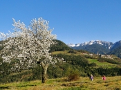 fruehling-teis-eisacktal