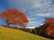 herbst-st_leonhard-ochsenalm