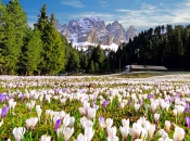 Wunderschöne Krokus Wiese nahe der Plose mit Blick auf den Tulln