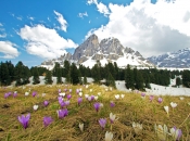 krokuswiese-wuerzjoch