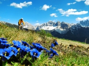 Mountainbiker im Bike-Paradies Plose mit den beeindruckenden Aferer Geisler im Hintergrund