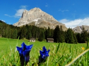 Enzian Blumen in den Almwiesen vor dem Peitler Kofel - Dolomiten