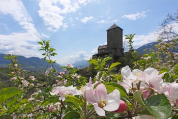 Frühling in Südtirol - Schloss Tirol