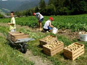 froetscherhof-brixen-kartoffelernte