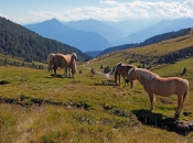 haflinger-pferde