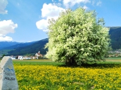 Das malerische Dorf Pfalzen an der Pustertaler Sonnenstraße im Frühling