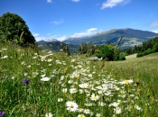 blumenwiese-lajen