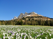 krokuswiese-karerpass-rosengarten