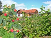 schnagererhof-brixen-himbeeren