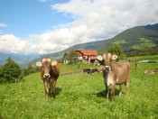 schnagererhof-brixen-tiere