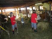 sedlhof-brixen-stall