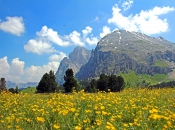 blumenwiese-seiser-alm