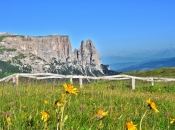 seiser-alm-blumenwiese-schlern