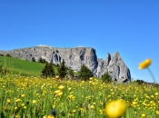 seiser-alm-blumenwiese