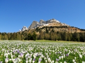 krokuswiese-karerpass-rosengarten