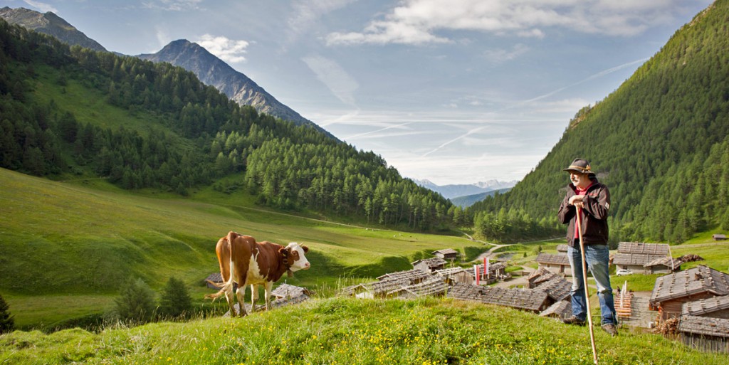  Almabtrieb Gitschberg-Jochtal 