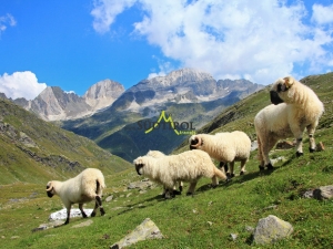 bergschafe-bei-lodnerhuette