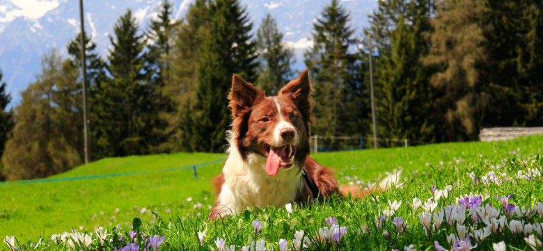 urlaub-mit-hund-suedtirol