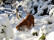 hund-im-schnee