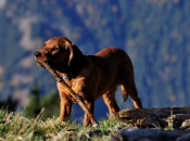 hundeurlaub-suedtirol