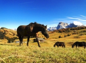 pferde-seiser-alm